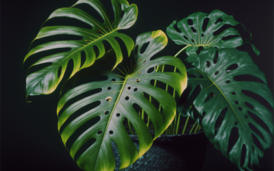 Pflege der Monstera-Pflanze